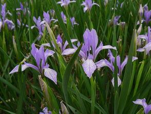 鸢尾盛开时恋她成瘾,一场春日恋歌的浪漫演绎